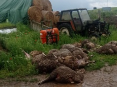 Po ataku na owce w Jeżewie. RDOŚ: Na terenie gospodarstwa znaleźliśmy tropy wilka