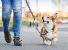 Twój sobowtór na czterech łapach? Naukowcy odsłaniają prawdę o psach
