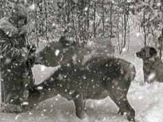 Kossak 