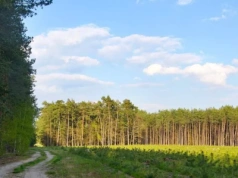 Nawet 18 tysięcy zł/ha dla rolnika. Łatwiej o dotacje na własny las i drzewa