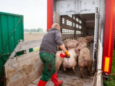 Jakie są aktualne ceny świń w Polsce? Kiedy będą podwyżki? [SONDA]