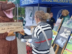 Łoś jest dziki, nawet jeśli słodki! Leśnicy o tym, co robić, gdy spotkamy dzikie zwierzę