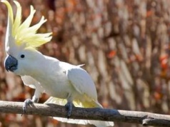 Kakadu z Sydney nauczyły się obsługiwać publiczne dystrybutory z wodą
