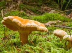 Jak odróżnić lisówkę pomarańczową od kurki? Oba grzyby są niezwykle podobne