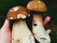 Zebrali 114 borowików w jeden dzień. Ten las rodzi jak oszalały. 