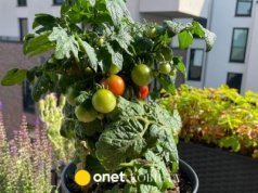 Masz balkon? Te warzywa urosną nawet w plastikowej skrzynce