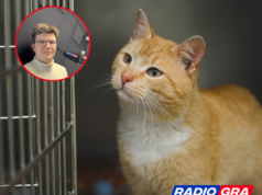 Felieton. Czy koty w Toruniu przynoszą pecha?