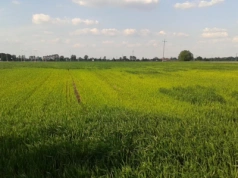 Niedobory makroelementów w zbożach: jakie objawy? Jak temu zaradzić?