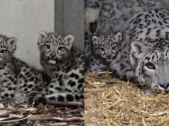 Chorzów: w ZOO urodziły się dwie pantery śnieżne, wyglądają na zaskoczone