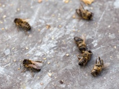 Od wojen po mikroplastik. Pszczoły i inne zapylacze w rosnącym zagrożeniu