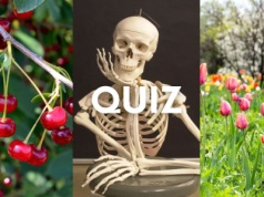 Logiczny quiz wiedzy dla inteligentnych. My podajemy 3 hasła, ty kolejne