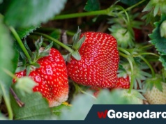 Polska drugim producentem truskawek w Europie