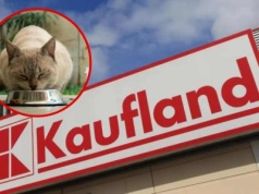 Kaufland pilnie wycofuje karmę dla kotów. Klienci nie powinni podawać jej swoim zwierzętom