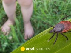 Dwulatka miała kleszcza pod pieluchą. 