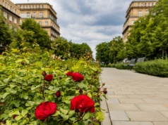 Róże na Alei Róż miały być wizytówką Nowej Huty. Dziś mieszkańcy mówią o zaniedbaniu