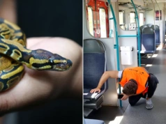 Nietypowa interwencja w Trójmieście. W pociągu zaginął wąż