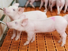 16.06.2025 Ceny sprzedaży warchlaka krajowego i importowanego: warchlak z Danii z obniżką