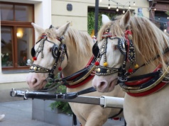 Czasowe zmiany w funkcjonowaniu dorożek konnych