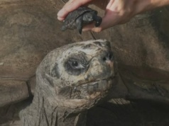 135-letni żółw olbrzymi z Galapagos Goliath świętuje pierwszy w życiu „Dzień Ojca”