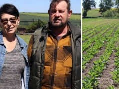 Ataki w dzień i w nocy. Rolnicy z Lubelszczyzny musieli przesiać pół pola