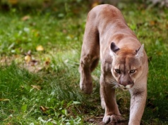 Puma grasuje w Niemczech? Służby w stanie najwyższej gotowości