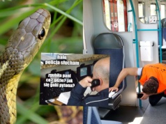 Gdańsk: udało się znaleźć pytona, który zgubił się jednej pani w komunikacji miejskiej