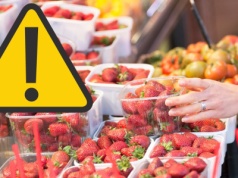 Test truskawek z supermarketów: Owoce ze znanej sieci są pełne pestycydów