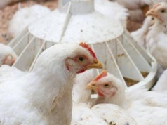 18.06.2025 Ceny skupu kurczaka i sprzedaży tuszki: stawki zbliżają się do granicy 7,00 zł/kg