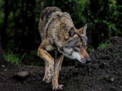 Wilki podchodzą blisko domów. Gmina podjęła działania