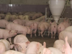 Rolnicy zaskoczeni. Jakie są ceny świń w połowie czerwca? [SONDA]