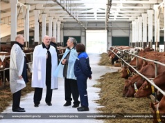 Pomór krów na Białorusi. Reżim chce z nim walczyć, jak z Covidem