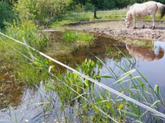 Woda to życie. W Dębówcu ktoś odebrał je naturze i zwierzętom