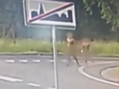 Nadzy migranci bez dokumentów biegali po ulicach
