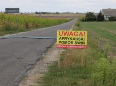 Drugie ognisko ASF, tym razem nie w woj. pomorskim! Gdzie wybuchła choroba?