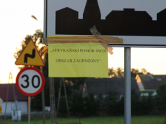 ASF się rozpędza. Wybuchło drugie ognisko. Gdzie?