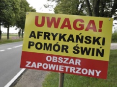 ASF rozkręca się. Jest drugie ognisko w 2025 r.