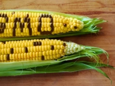 KE chce złagodzić przepisy o GMO, a europejczycy domagają się obowiązkowego oznakowania żywności