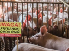 ASF w powiecie bialskim na Lubelszczyźnie: WIW w Lublinie podaje szczegóły