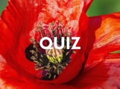 Czerwony quiz wiedzy. Na komplet punktów stać tylko omnibusa. Dasz radę?