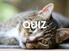 Nietypowy quiz dla miłośników zwierząt. Czy znasz ich angielskie nazwy?