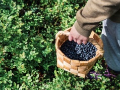 Zbierasz jagody w lesie? Ten błąd może kosztować cię nawet 500 złotych