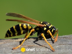 Szerszenie nie znoszą tego zapachu. Postaw na parapecie, a do domu już nie wlecą