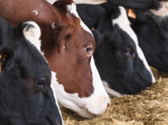 Czy rolnicy oszukani przez firmę Agro-Sadowcy odzyskają swoje pieniądze? Czy komornicy odpuszczą?