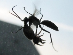 Stworzenia, które przeraziły Darwina. Prawdziwy horror w świecie owadów