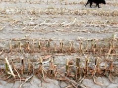 Bezpieczeństwo narodowe to nie tylko armia. Ignorowanie zmiany klimatu to przepis na kryzys