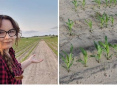 Z pola zrobiła atrakcję turystyczną. Rolniczce pomogła kontrola sekcji i GPS