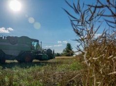 Ile zapłacą za rzepak w żniwa 2025? Aktualne ceny umów terminowych wg KZPRiRB