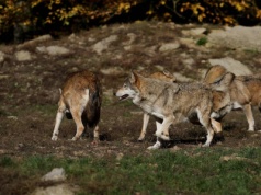 Szwecja drastycznie ograniczy liczbę wilków. Zlikwidują 130 osobników
