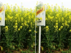 Nie daj się kile kapusty. Odporna odmiana rzepaku to nie wszystko