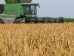 Jaka cena za jęczmień z nowych zbiorów 2025 w skupie?
